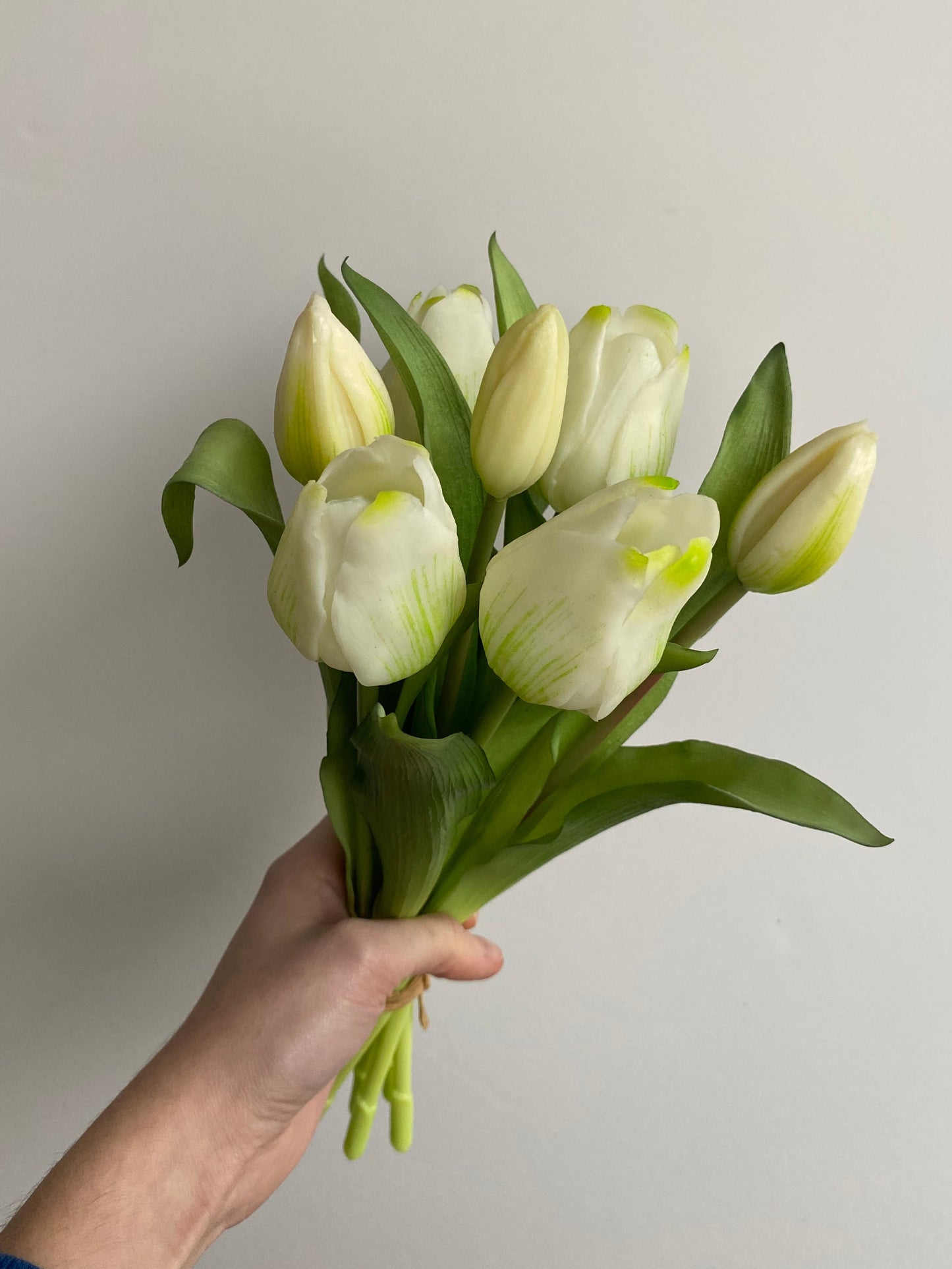 Tulpen wit